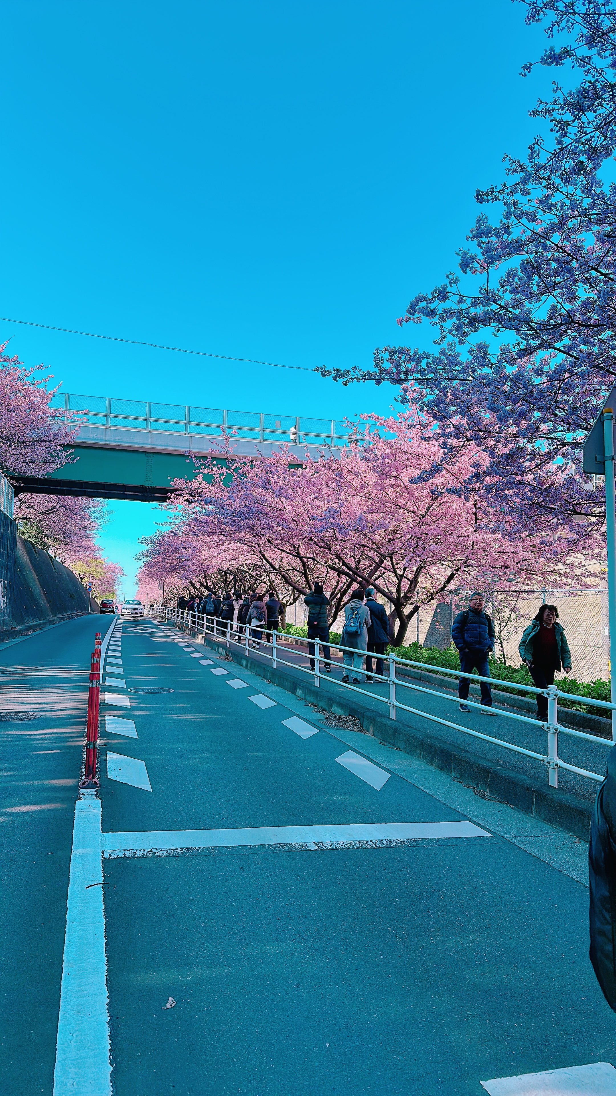 三浦海岸　桜見